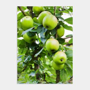 행운을 부르는 회장님 풍수 사과 그림 포스터 액자 / 13 Green Apple Tree
