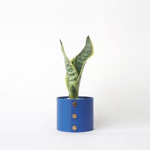 산세베리아 슈퍼바 + 팟커버(화분커버) P