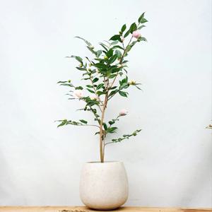 서향 동백나무 향기나는 겨울꽃 동백꽃 거실화분