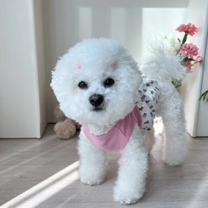 강아지 봄옷 테디 호박바지 올인원 벌룬 티셔츠 원피스 모카 S