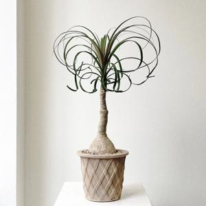 덕구리난 독구리난 도쿠리 감성식물 베트남토분 개업화분