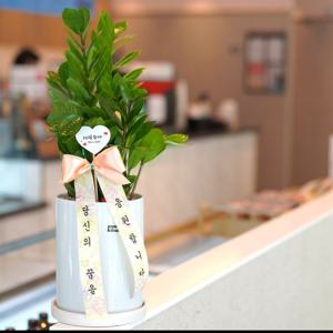 부자되는 금전수(돈나무) 개업,승진,생일,결혼 축하 중형 돈나무 화분