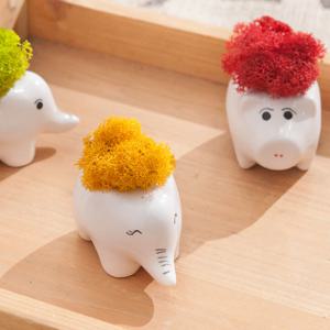 1+1 / 스칸디아모스 공기정화식물 화분 6cm 인테리어 천연 이끼 장식