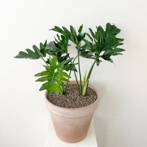 필로덴드론 호프셀렘 대형 이태리토분 개업화분