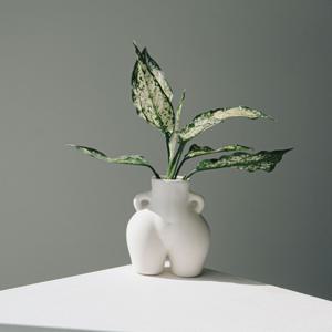 스노우 사파이어 비너스 수경재배식물 인테리어 공기정화식물 오브제