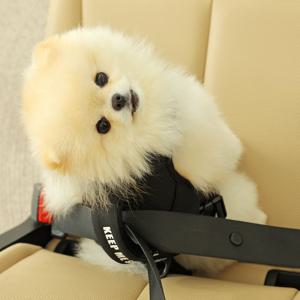 리브 반려동물 차량용 안전벨트 하네스 세트