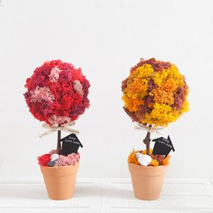 스칸디아나무토분 세트 30cm 3colors 인테리어 장식