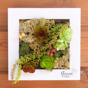 스칸디아모스 공기정화식물 액자 칠복 set 20cm 인테리어