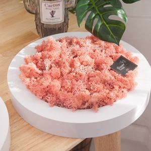 스칸디아모스 공기정화식물 액자 원형 세트 24cm 21컬러