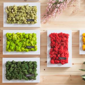 스칸디아모스 공기정화식물 액자 직사각 세트 30cm 22컬러