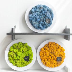 스칸디아모스 공기정화식물 액자 원형 세트 29cm 21컬러