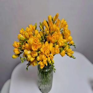 프리지아 10줄기 20줄기 후리지아 생화