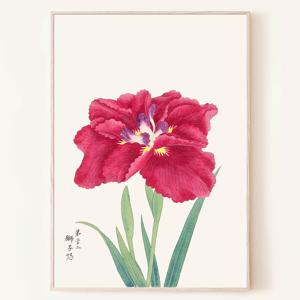 붉은 아이리스 꽃 사자의 분노 일본 포스터