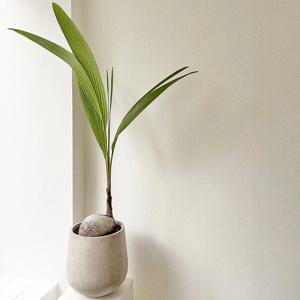 코코넛야자 플랜테리어 공기정화식물 개업화분 스톤라이트화분