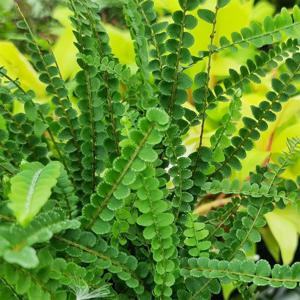 더피고사리 10cm포트 2개 반음지 공기정화 식물