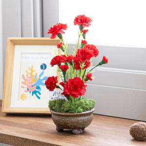 카네이션 조화 화분 스프레이 set 13x28cm 꽃 어버이날 스승의날 선물