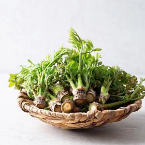 당일수확 전남 고흥 참두릅 500g