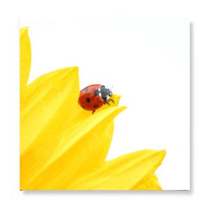 풍수 캔버스액자 해바라기일러스터3