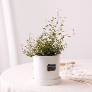 트리안_무광 원형 화분 실내공기정화식물 소형식물