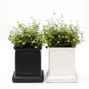 트리안_몰딩 사각 화분 실내공기정화식물 소형식물
