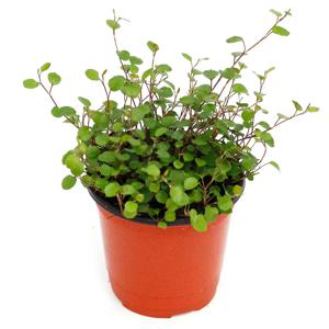 트리안_소형기본포트 실내공기정화식물