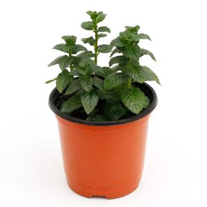 페퍼민트_소형기본포트 실내공기정화식물