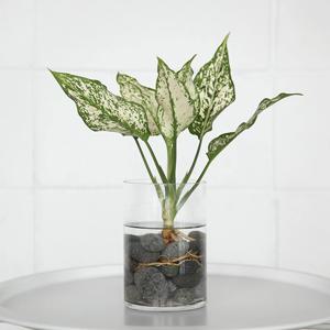 천연가습기 스노우사파이어 수경재배식물 세트 카페 인테리어 수경화분