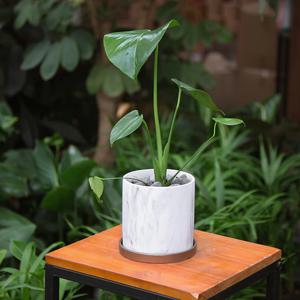 몬스테라 대리석화분 세트(소)