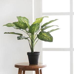 디펜바키아 블랙 pot(50cm)