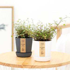 트리안_골지화분 실내공기정화식물 소형식물