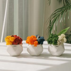 스칸디아모스 석양 가을산 겨울숲 투톤 화분 - 3color