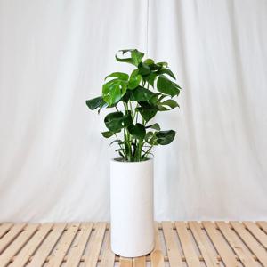 몬스테라 대리석패턴 화이트 원형화분(중형)