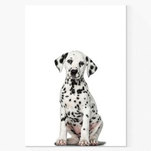 강아지 사진 인테리어 포스터 / 캔버스 액자 _보스턴테리어