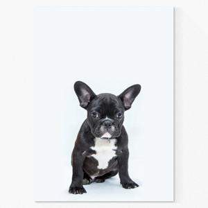 강아지 사진 인테리어 포스터 / 캔버스 액자 _보스턴테리어