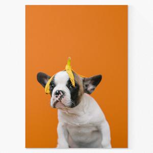 강아지 사진 인테리어 포스터 / 캔버스 액자 _바나나 보스턴테리어