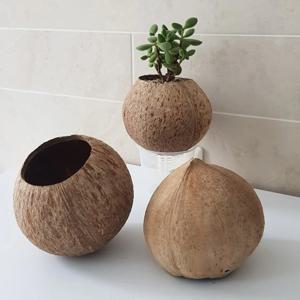 DIY 천연 코코넛 화분