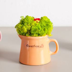 스칸디아모스 공기정화식물 화분 밀크 set 9cm 3컬러