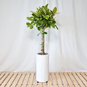 뱅갈고무나무 대리석패턴 화이트 원형화분(중대형)