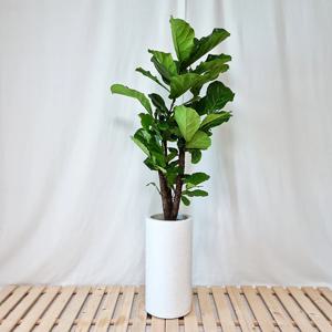 떡갈고무나무 대리석패턴 화이트 원형화분(중대형)