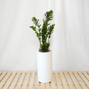 금전수 대리석패턴 화이트 원형화분(중형)