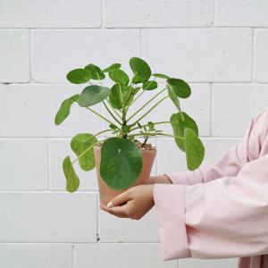 필레아페페 중형 - 이태리 직선토분L 2color