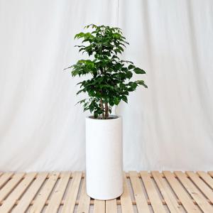 녹보수 대리석패턴  화이트 원형화분