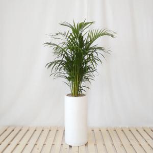 아레카야자 대리석패턴 화이트원형 화분