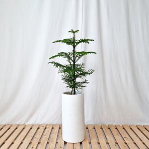 아라우카리아 대리석패턴 화이트 원형화분