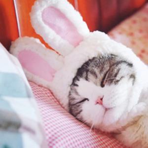 고양이 강아지 모자 안경 모음