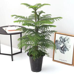 아라우카리아 대형기본포트 크리스마스 트리 생화