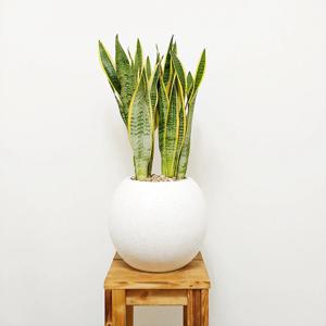 산세베리아 대리석패턴 화이트 볼 화분