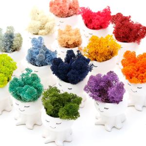스칸디아모스 천연이끼 문어화분_15colors