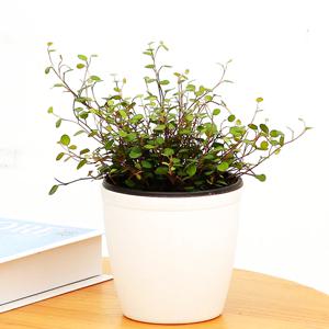 트리안 소형 화이트 커버분 실내공기정화식물