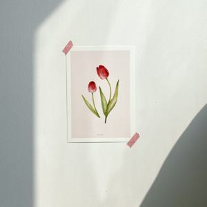 (자체제작) 야생화 식물 수채화 일러스트 포스터 4type_튤립
